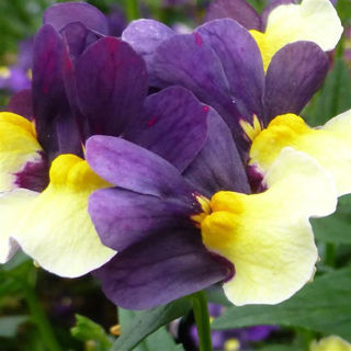 Picture of Nemesia Sunglow Purple Bicolor