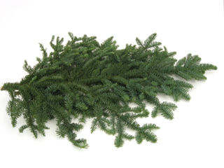 Picture of Noble Fir Bunch