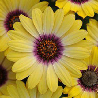 Picture of Osteospermum Blue Eyed Beauty