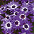 Picture of Osteospermum Zion Purple Sun
