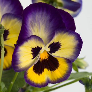 Picture of Pansy Blueberry Thrill