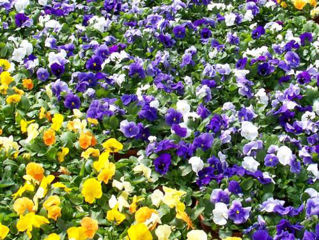 Picture of Pansy Bowl Assorted