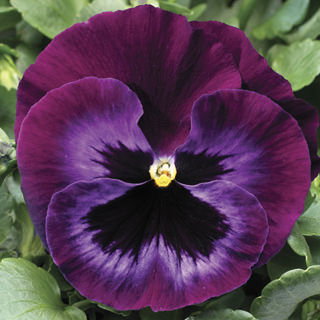 Picture of Pansy Colossus Neon Violet