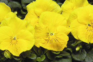 Picture of Pansy Colossus Yellow