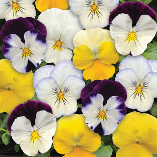 Picture of Pansy Cool Wave Assorted