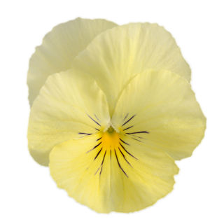 Picture of Pansy Cool Wave Lemon