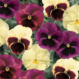 Picture of Pansy Delta Apple Cider Mix
