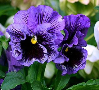Picture of Pansy Frizzle Sizzle Blue