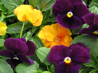 Picture of Pansy Matrix Halloween Mix