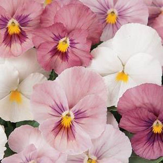 Picture of Pansy Panola Pink Shades