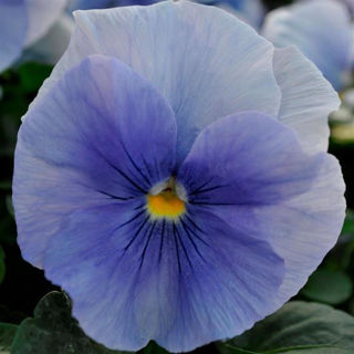 Picture of Pansy Spring Matrix Pink Shades