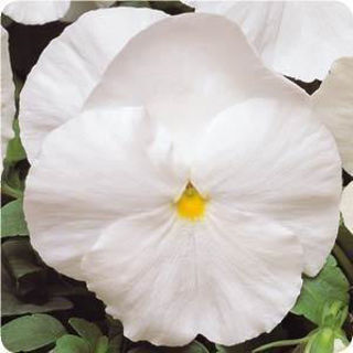 Picture of Pansy Spring Matrix White