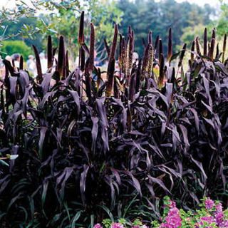 Picture of Pennisetum Millet Purple Baron