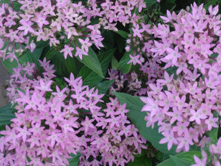 Picture of Pentas Butterfly Lavender