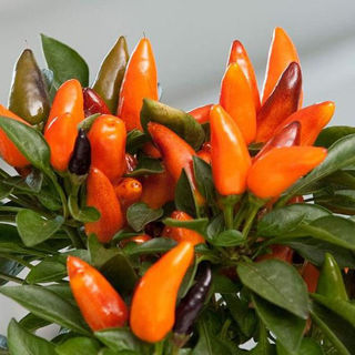 Picture of Pepper Acapulco Orange