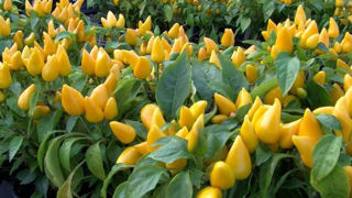 Picture of Pepper Acapulco Yellow