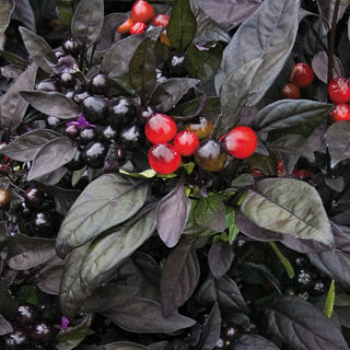 Picture of Pepper Black Pearl