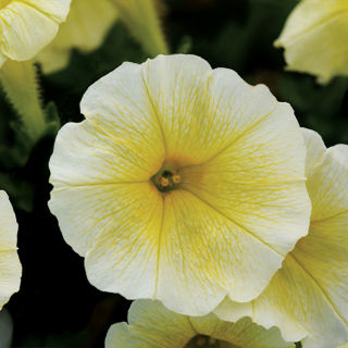 Picture of Petunia Easy Wave Yellow