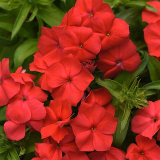 Picture of Phlox Gisele Red