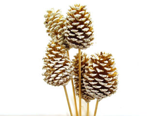 Picture of Pine Cone Reg Gold W/White Tip