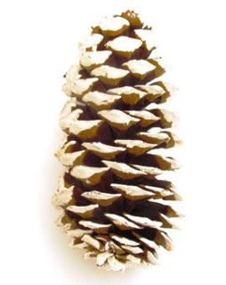 Picture of Pine Cone Reg Natural W/White Tip