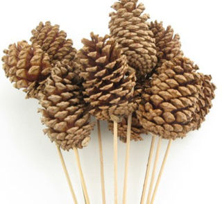 Picture of Pine Cone Reg Natural