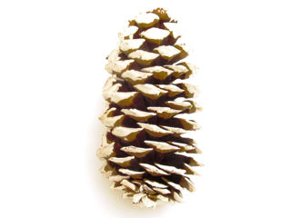 Picture of Pine Cone Sugar White 24" Stem