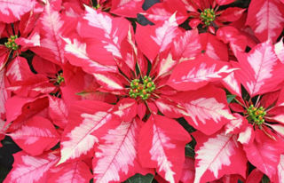 Picture of Poinsettia Ice Punch