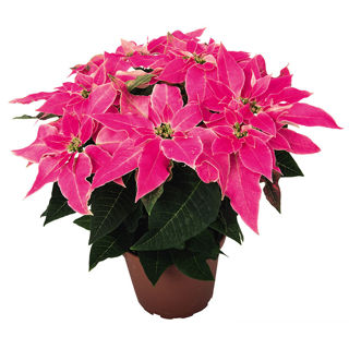 Picture of Poinsettia Luv U Pink