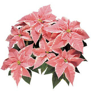Picture of Poinsettia Marblestar