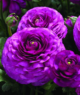 Picture of Ranunculus Mache Purple