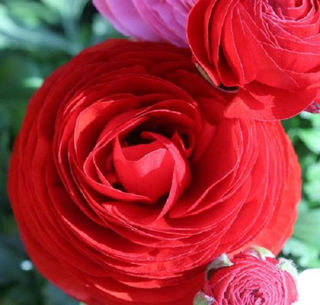 Picture of Ranunculus Mache Red