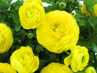 Picture of Ranunculus Mache Yellow