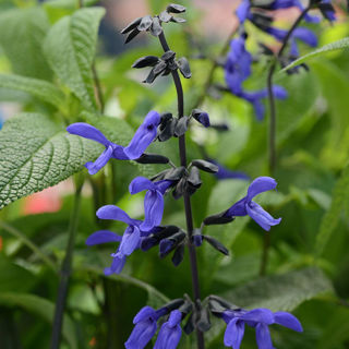 Picture of Salvia Black & Blue