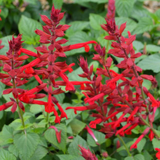 Picture of Salvia Roman Red