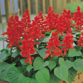 Picture of Salvia Vista Red