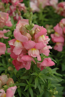 Picture of Snapdragon Snapshot Pink