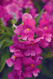 Picture of Snapdragon Snapshot Purple