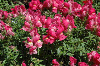 Picture of Snapdragon Snapshot Rose