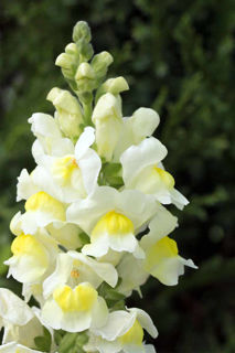 Picture of Snapdragon Snapshot White