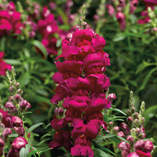 Picture of Snapdragon Snaptastic Magenta