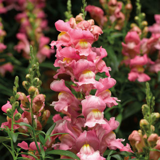 Picture of Snapdragon Snaptastic Pink