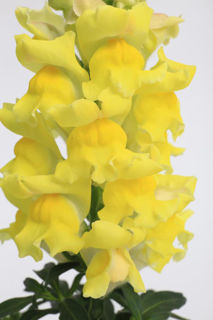 Picture of Snapdragon Snaptastic Yellow