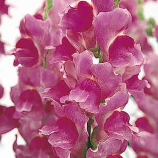 Picture of Snapdragon Solstice Lavender