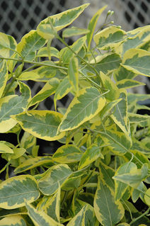 Picture of Solanum Brazilian Jasmine