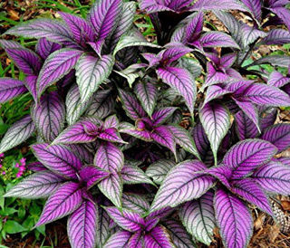 Picture of Strobilanthes Persian Shield