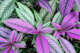 Picture of Strobilanthes Persian Shield