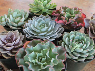 Picture of Succulent Assorted