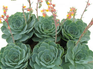 Picture of Succulent Assorted