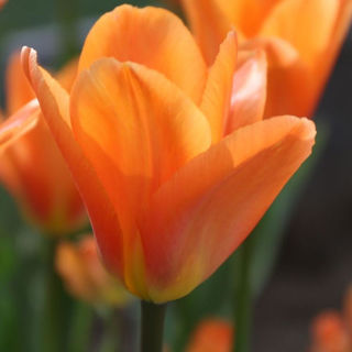 Picture of Tulip Orange
